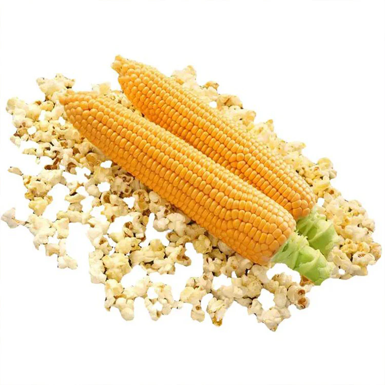 popcorn machine experiment