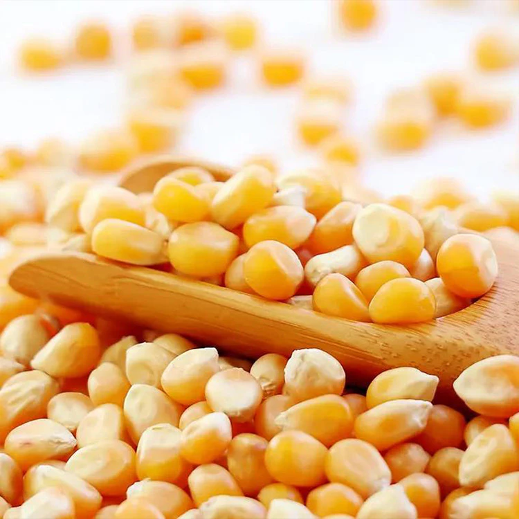 popcorn machine experiment